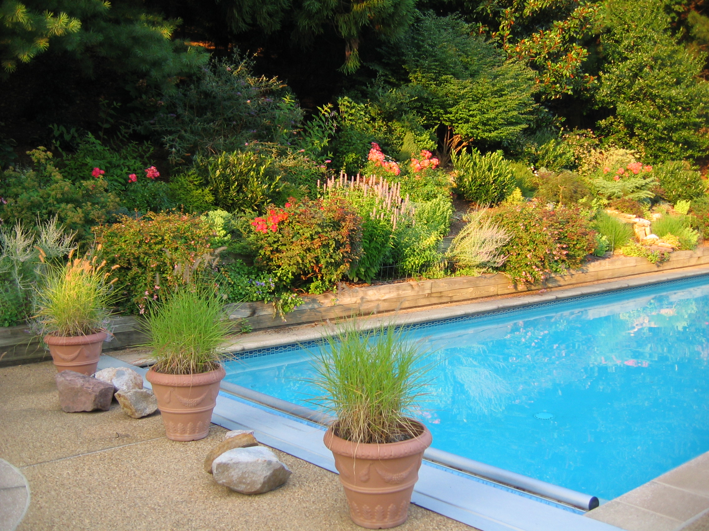 Back yard pool and plantings